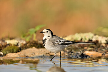 lavandera blanca buscando larvas en el estanque  (Motacilla alba) Marbella Andalucía España