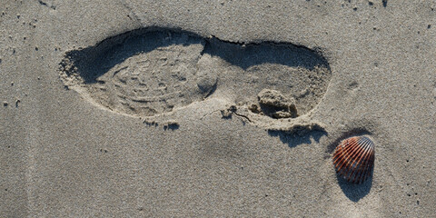sable et coquillage
