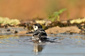 lavandera blanca bañandose en el estanque  (Motacilla alba) Marbella Andalucía España 