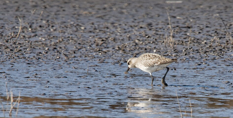 pluvier argenté - pluvialis squatarola