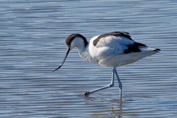 avocette élégante
