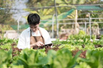 Naklejka na ściany i meble Asian man farmer working in organic vegetables hydroponic farm. Male hydroponic salad garden owner checking quality of vegetable in greenhouse plantation. Food production business industry concept.