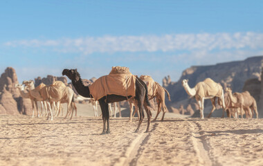 Group of light brown and darn brown Camels in the desert of Alula, Medinah, Saudi Arabia - obrazy, fototapety, plakaty