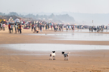 Two small puppy dogs standing on a quiet stretch of the crowded beach in Calangute in Goa. - obrazy, fototapety, plakaty