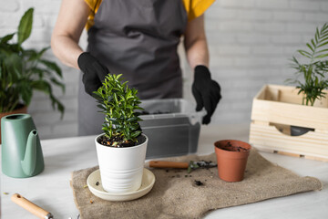 Woman gardener transplanting houseplants in pots on wooden table close-up. Concept of home garden and take care plants in flowerpot