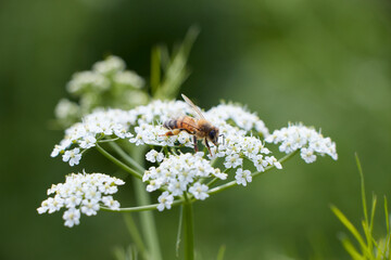 Bee collects pollen for honey. Anise flower field. caraway flower t. Fresh medicinal plant....