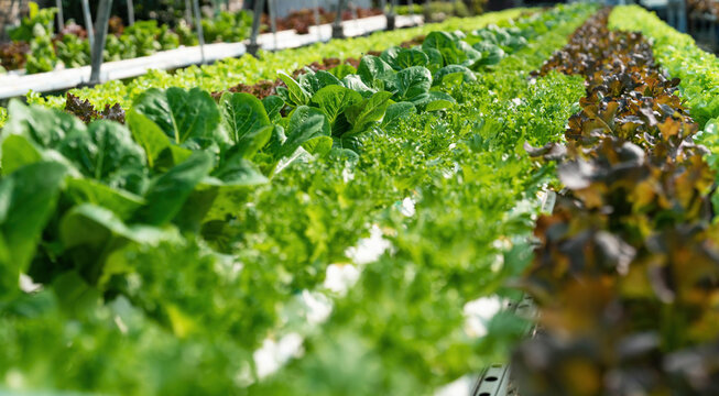 Growing green lettuce or organic salad vegetable With hydroponic systems in the greenhouse by controlling water and fertilizer using a small pipe Without soil for planting, digital smart farm