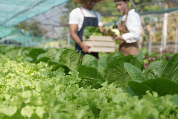 Naklejka na ściany i meble Attractive agriculturists harvesting green oak and lettuce together at green house farm. Asian farmers work in vegetables hydroponic farm with happiness..