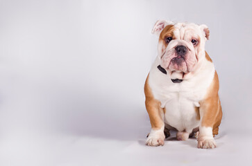 english bulldog 
