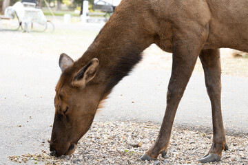 Fototapeta premium Female elk eating acorns 