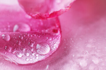 close up pink fresh flowers petals of tulips with water drops, wet petals, natural spring background