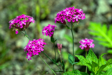 flowers in the field