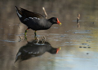 Common Moorhen feeding at Asker marsh, Bahrain