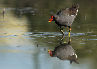 Portrait of a Common Moorhen at Asker marsh, Bahrain