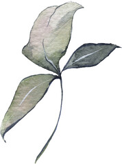 Watercolor Hand Drawn Green Leaves Illustration 