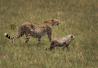 Mother with cub at Masai Mara, Kenya