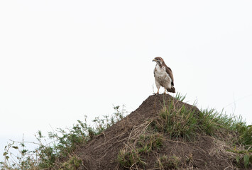 A Augur buzzard perched on a hillock at Masai Mara, Kenya