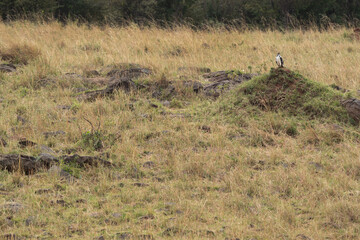 A Augur buzzard in its habitat at Masai Mara, Kenya