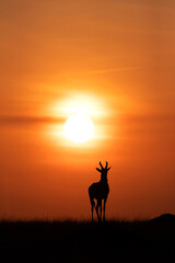 Fototapeta na wymiar Silhouette of Topi during sunrise at Masai Mara, Kenya