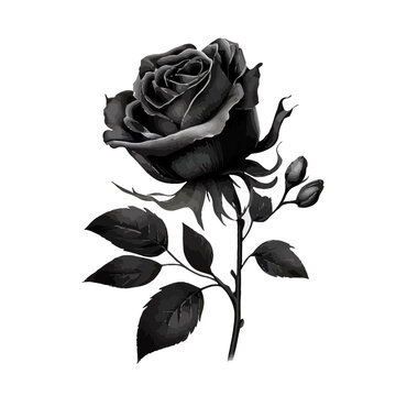 Black rose isolated on white background. Vector illustration for your design.