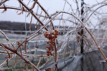moral integrity vineyard ;grape wrapped by ice;Icewine;
Niagara