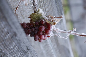moral integrity vineyard ;grape wrapped by ice;Icewine;
Niagara