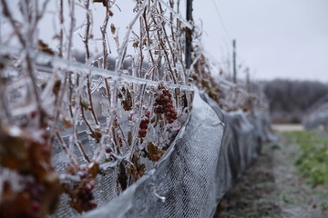 moral integrity vineyard ;grape wrapped by ice;Icewine;
Niagara