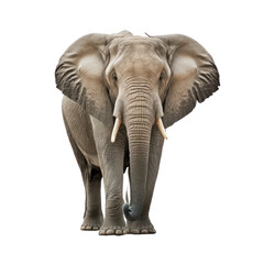 Fototapeta premium Elephant isolated on white, generative ai , PNG 