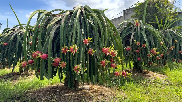 dragon fruit on the dragon fruit pitaya tree, harvest in the agriculture farm at asian exotic tropical country, pitahaya organic cactus plantation in thailand or vietnam in the summer sunny day