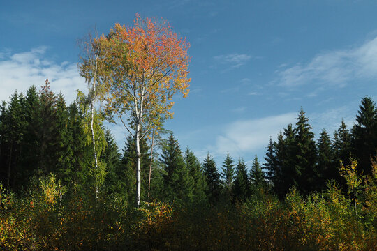 Fichtenwald mit einer Zitterpappel in Herbstf&auml;rbung im Vordergrund