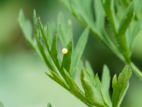 Ei eines Schwalbenschwanz Schmetterlings am Blatt einer Karotte