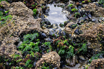 Mussels on the rocks on the ocean coast