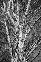 Black and white photo of birch trunks covered snow under warm sunlight on the winter. Wintertime and warm springtime atmosphere.