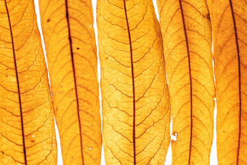 Long thin yellow orange autumn willow leaves as natural textured background, natural texture pattern or ornament from foliage, Fall season botanical fon, beauty of nature, top view