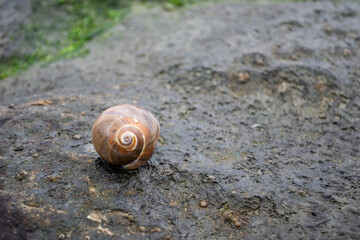Isolated sea snail shell on the beach rocks
