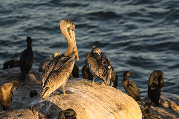 Pelican on a bird rock on the Pacific coast