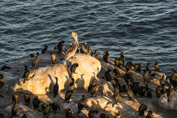 Pelican on a bird rock on the Pacific coast