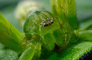 Micromata greenish (lat. Micrommata virescens) - a species of spiders from the family of sparassid spiders (Sparassidae)