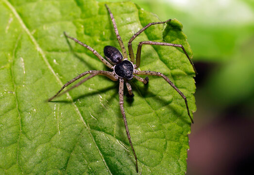 Philodromids, or isopods (lat. Philodromidae) - a family of araneomorphic spiders