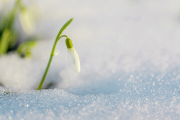 Spring beauty. First flowers. Spring snowdrop flower in the sparkling snow in the sunlight.