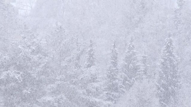 Blizzard - Heavy Snow Storm detail in 4K VIDEO. Wild falling snowflakes in the wind. Low depth of field and blurred pine trees in the background.