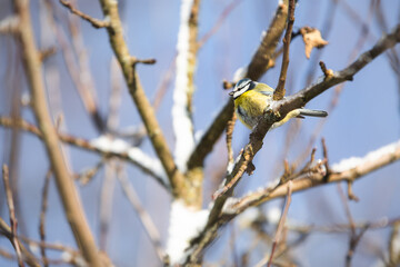 Photo of the titmouse is sitting on the branch of tree under warm sunlight on the winter. Wintertime and warm springtime atmosphere.