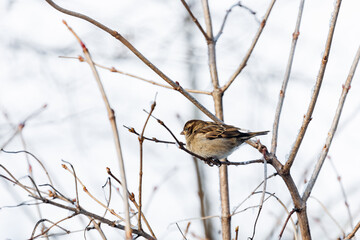 Photo of the sparrow it's sitting on the branch of tree under warm sunlight on the winter. Wintertime and warm springtime atmosphere.
