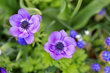 Violet spring flowers in Keukenhof, Lisse, the Netherlands. 