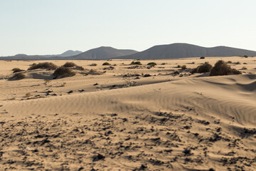 Fototapeta na wymiar Beautiful desert landscape of a white sand beach, with desert plants. Fuerteventura, Canary Islands, Spain