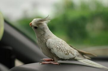 Gray parrot.Corella parrot.Pet cockatiel parrot.White-faced cockatiel.Beautiful cute bird.Cockatiel.Beautiful photo of a bird. Ornithology.Funny parrot.
Home pet bird.Cute cockatiel.Animal friends.