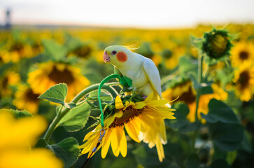 Parrot in a harness.Beautiful yellow cockatiel parrot.Bird training.Pet free range.Pet...