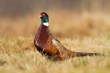 Common pheasant Phasianus colchius Ring-necked pheasant in natural habitat, grassland in early winter	
