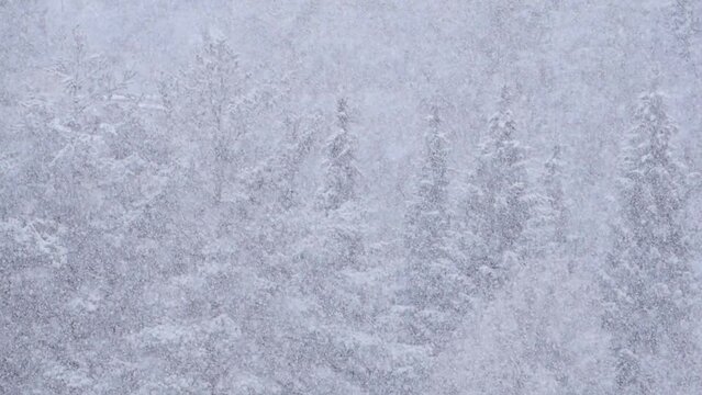 Blizzard - Heavy Snow Storm detail in SLOW MOTION HD VIDEO. Wild falling snowflakes in the wind. Low depth of field and blurred pine trees in the background. Close-up. Quarter speed.