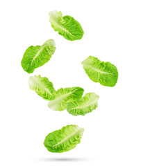Fresh green cos lettuce leaves falling in the air isolated on transparent background. PNG - obrazy, fototapety, plakaty